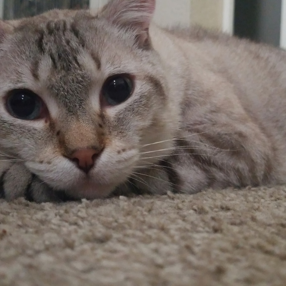 Meet your Posher, Manuel